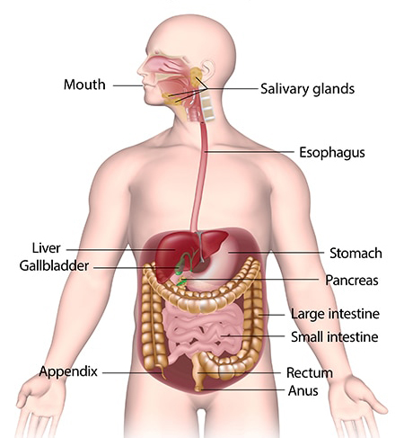 The_Digestive_System