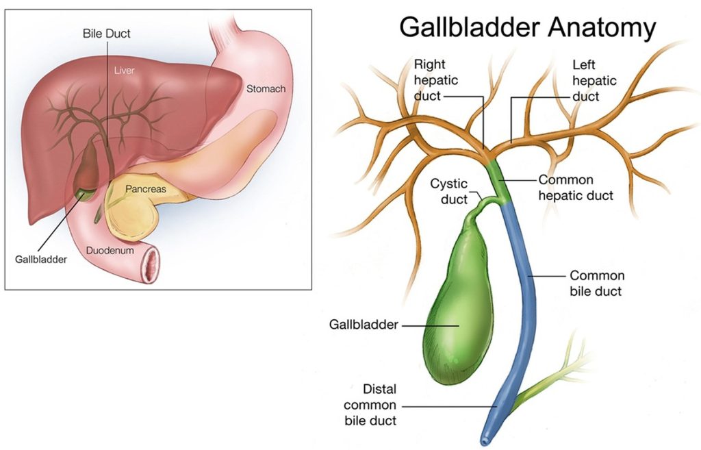 gallbladder-anatomy